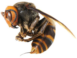 Продукт пчеловодства: Пчелиный яд
