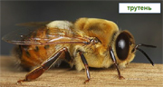 Трутень - пчела мужского пола