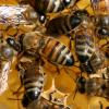 Превью статьи: «Пчелиный подмор: лечебные свойства и биохимический состав»