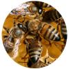 Превью статьи: «Продукты пчеловодства и восковая моль»