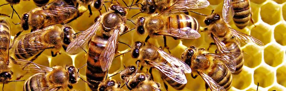 Продукты пчеловодства: Пчелы на медовых сотах