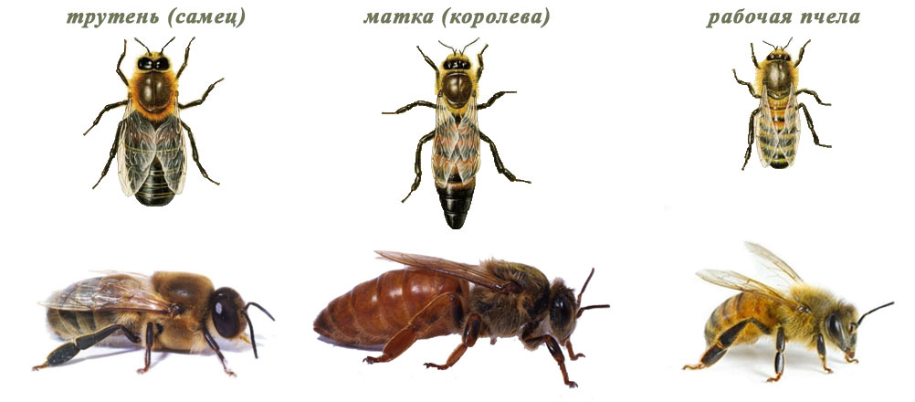Изображение: Пчелиная семья (трутень, матка, рабочая пчела)